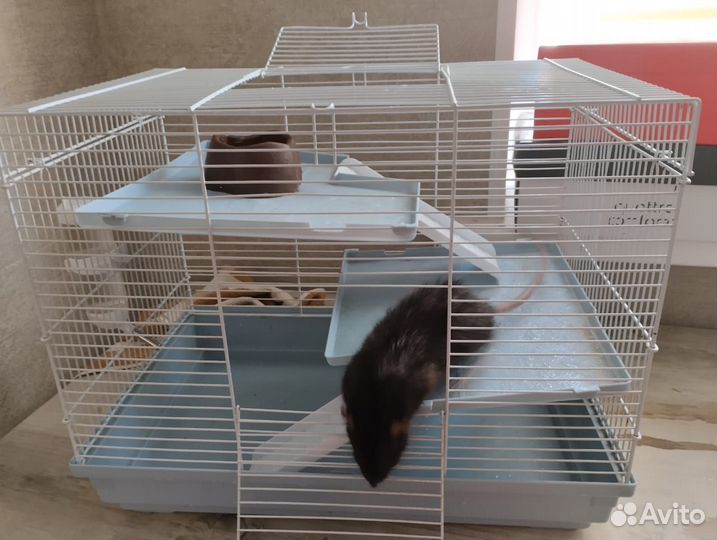 Крыса с клеткой