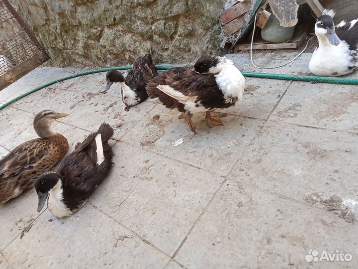 Башкирские цветные утки