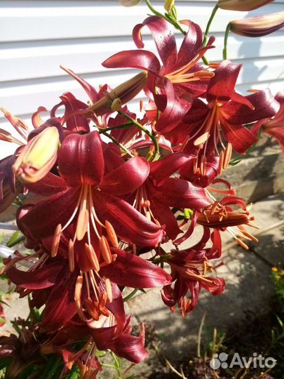 Цветы многолетние