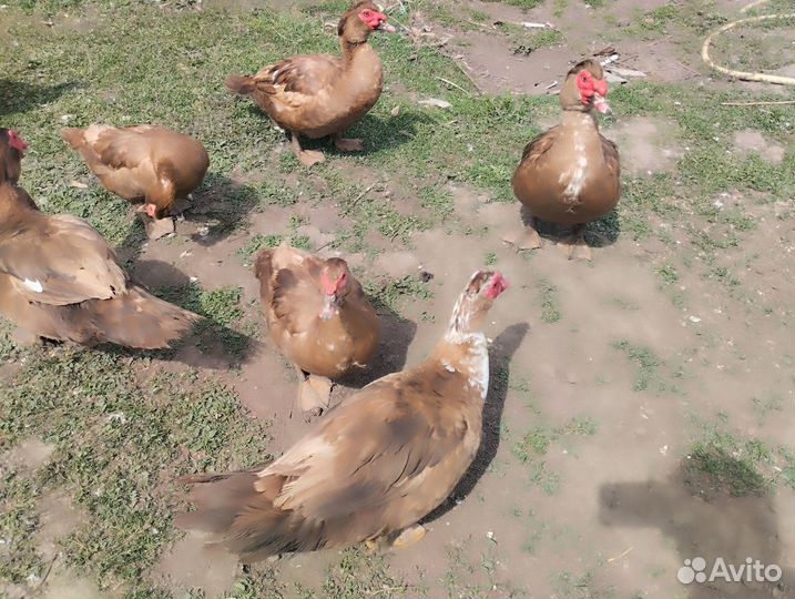 Утаки шипуны