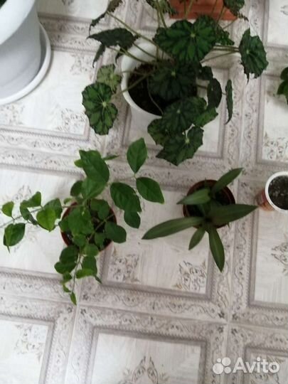 Комнатные цветы