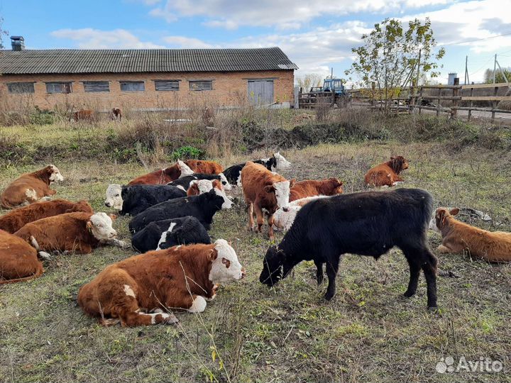 Тёлочки герефорды абердины