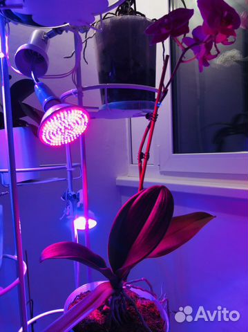 Светодиодная фитолампа CanLing, E14, свет