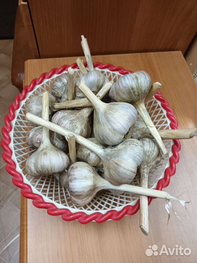 Чеснок домашний