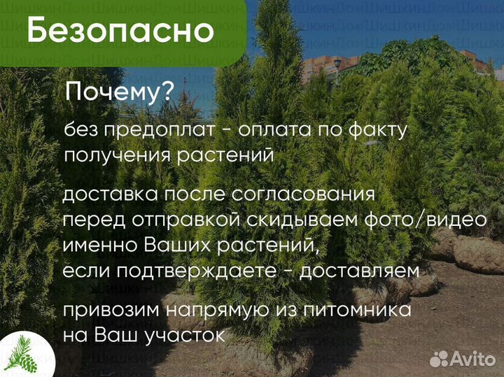 Туя Смарагд 150см- опт. Доставка
