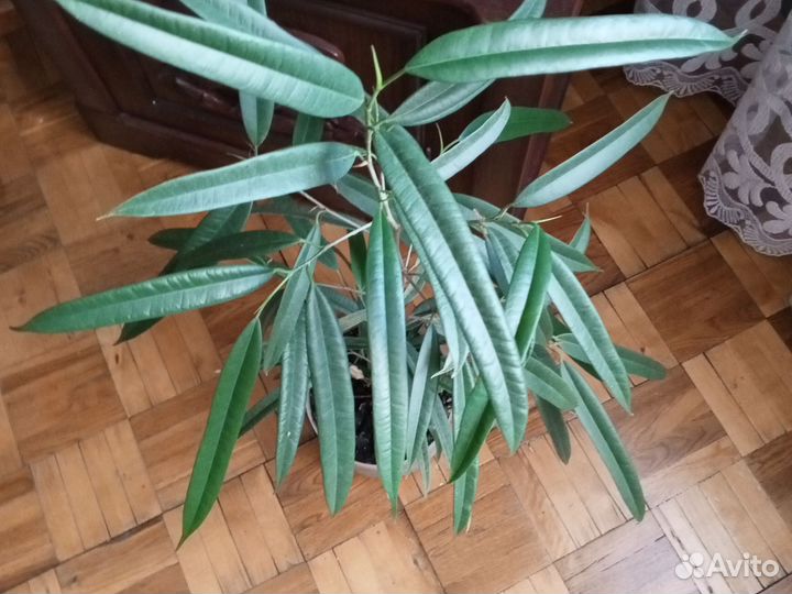 Хамедория, фикус 