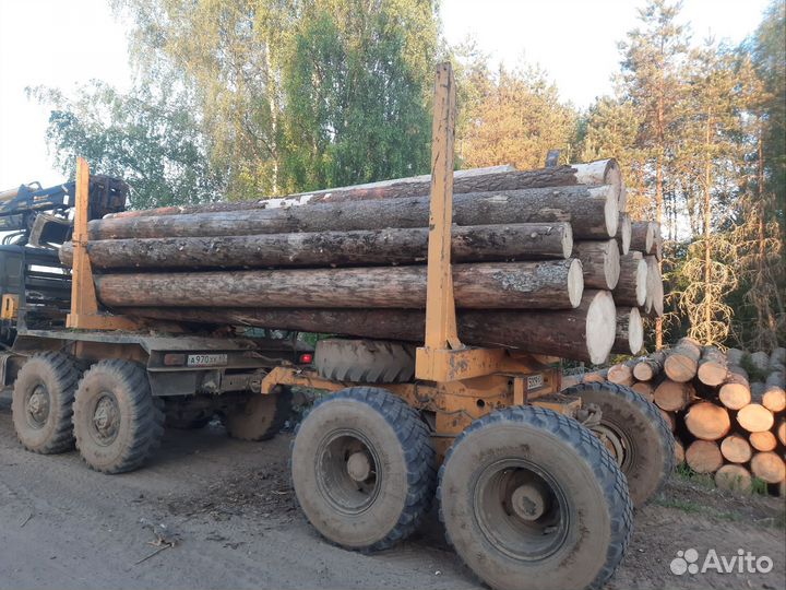 Ёлка кругляк пиловочник