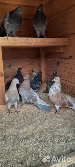Продажа николаевских голубей