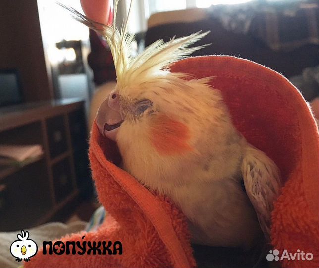 Передержка попугаев