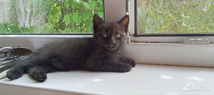 Британские котята