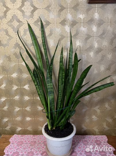 Цветок Сансевиерия (тещин язык)