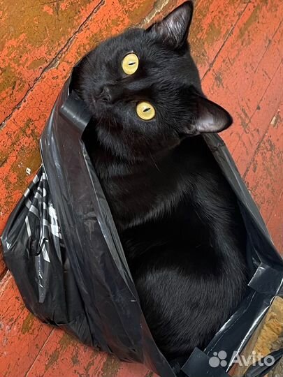 Отдам кота в добрые руки