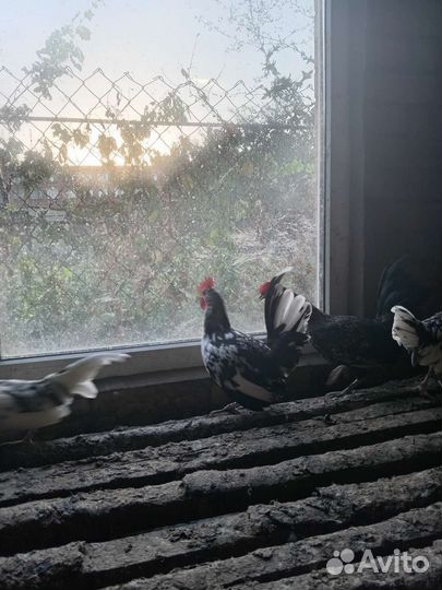 Декоративные куры