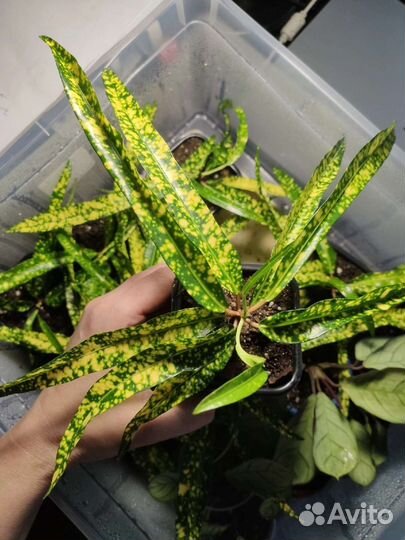 Кротон брызги шампанского