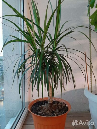 Пальма драцена