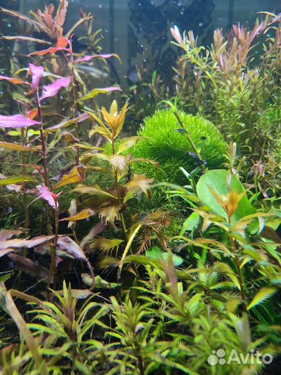 Аквариумные растения Нимфея вк