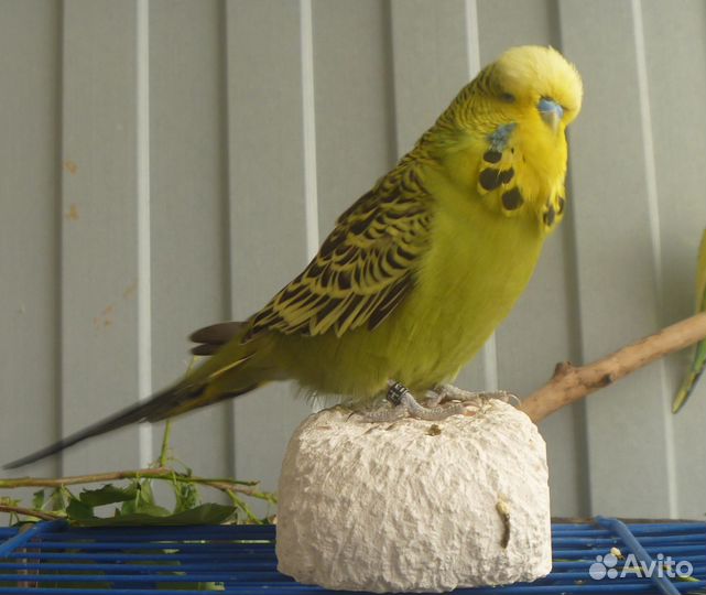 Попугай волнистый Чех (самка)