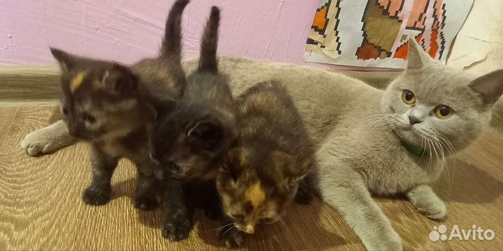 Котята и кошка-мышеловка