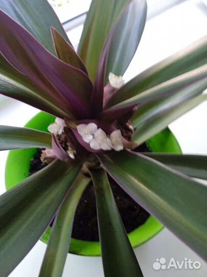 Рэо пестрое