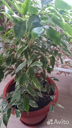 Продам георгины и петунью