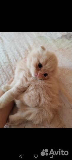 Шотландская