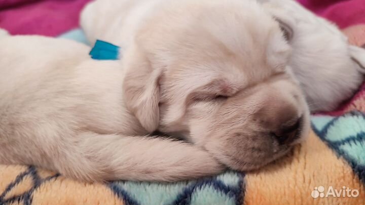 Щенки лабрадора