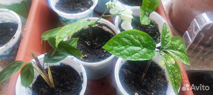 Сансевиерия Хана и другие комнатные цветы