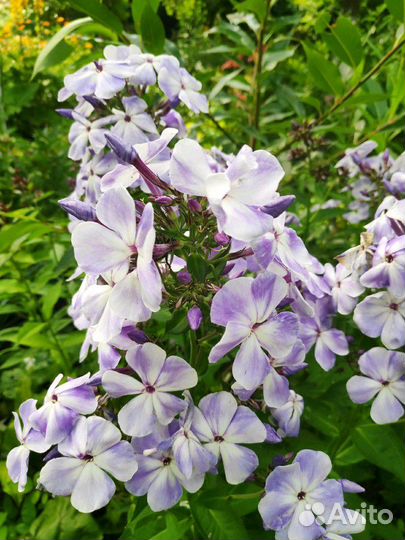 Многолетние цветы для дачи,сада