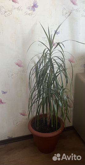 Пальма драцена