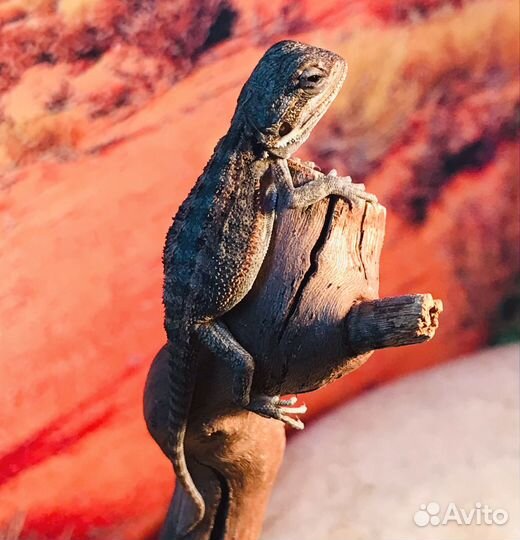 Бородатая агама (малыши) запись/бронь