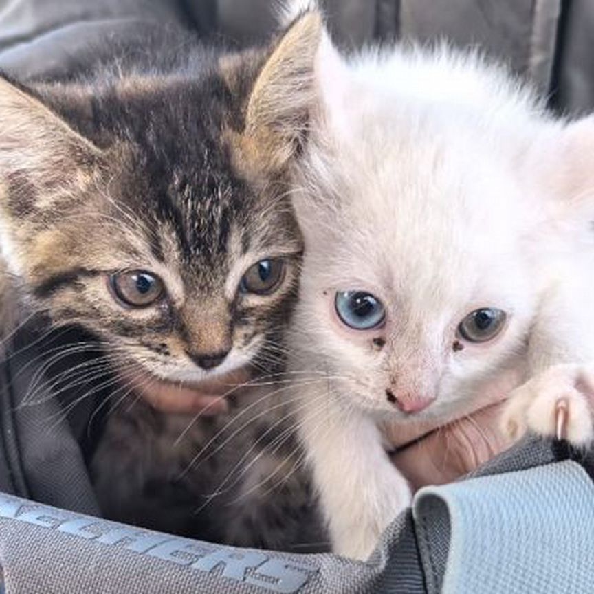 Котята в добрые руки бесплатно