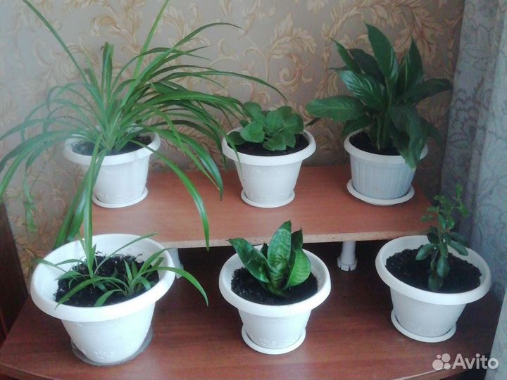 Комнатные цветы