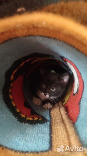 Котята