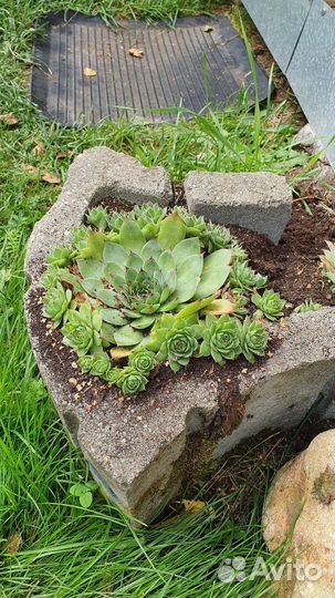 Молодило. Очитки. Почвопокровники