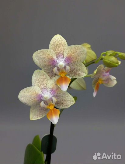 Орхидея фаленопсис Tiny melissa