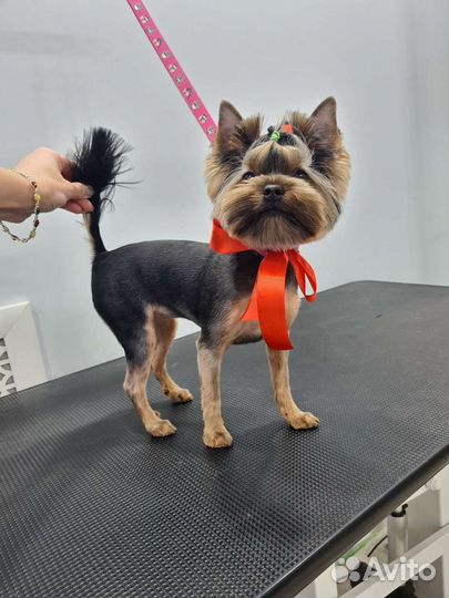 Грумер стрижка собак