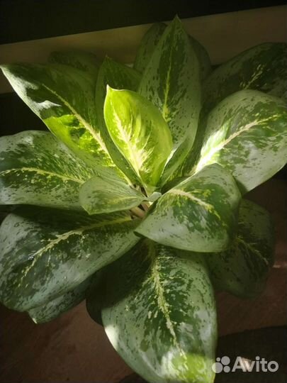 Аглаонема милки вей