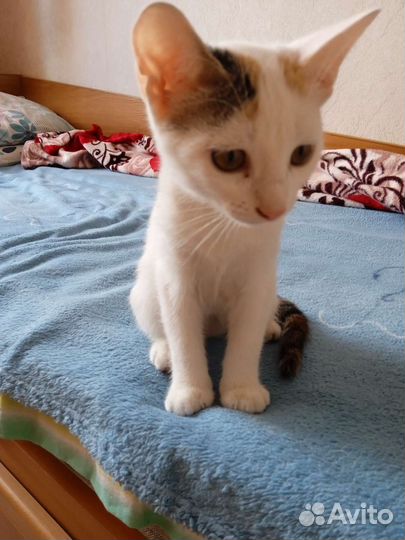 Кошка в дар бесплатно