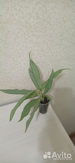 Аглаонема Вайт Ленс