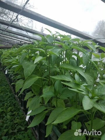 Рассада перца