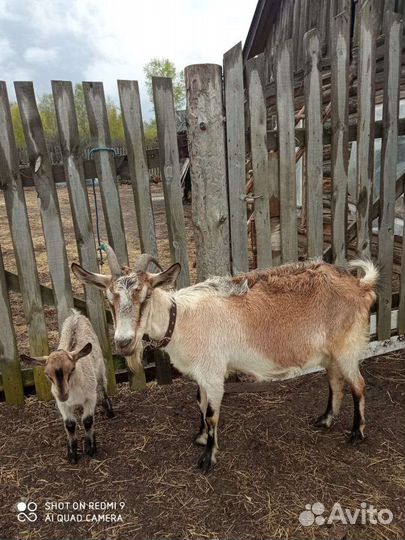 Коза дойная