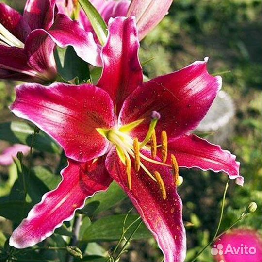 Лилия Вангелис (луковицы)