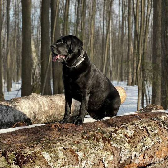 Кобель лабрадора вязка