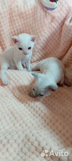 Котята Девон-рекс