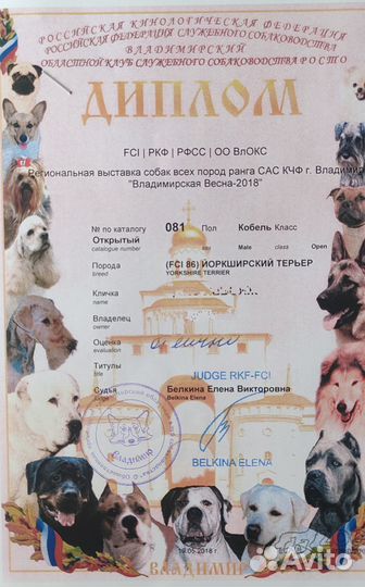 Элитный йоркширский терьер для вязки