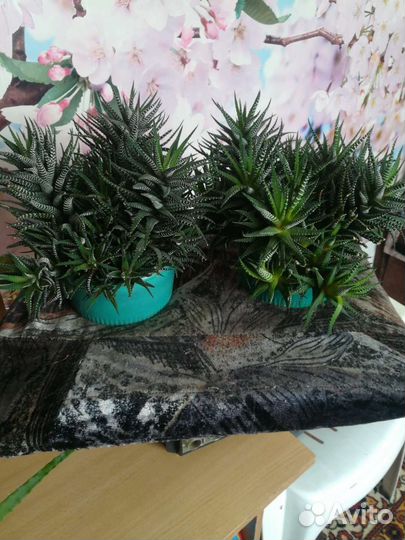 Алоэ приземистое