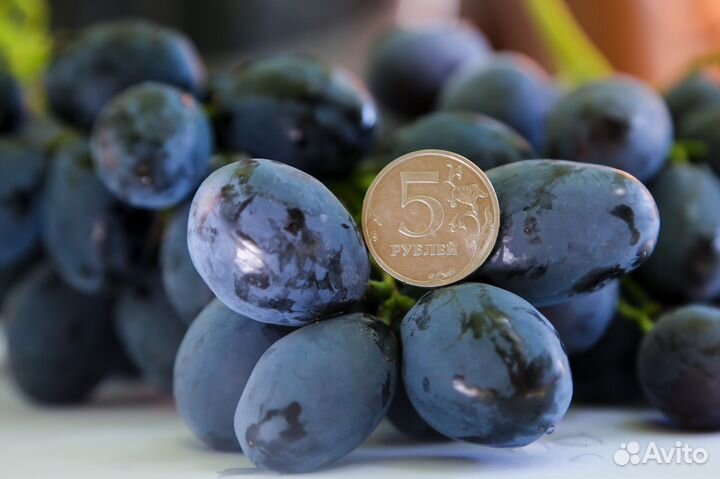 Саженцы винограда, черенки