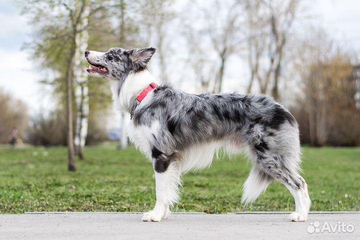 Кобель бордер колли для вязки
