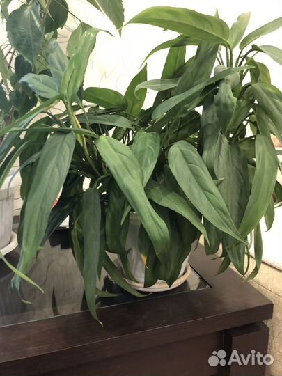 Продаю цветы, состояние хорошее, около 7 штук