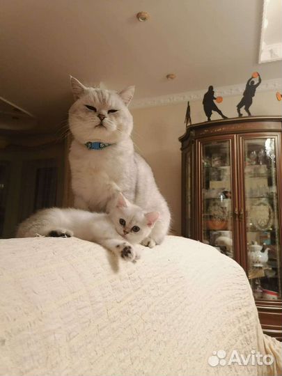 Котята